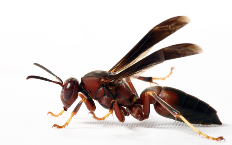Red Wasps in Texas and How to Get Rid of Them