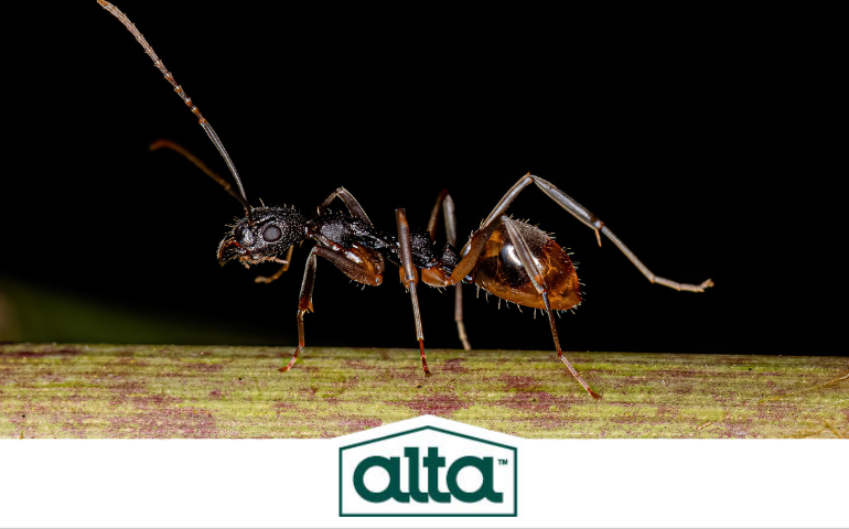 ant, ant control in Nashville