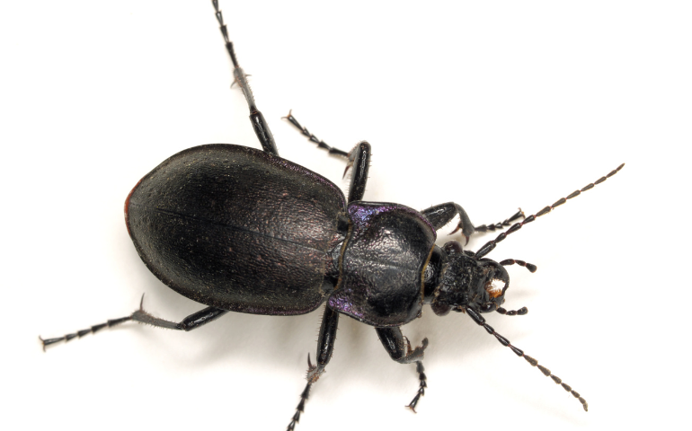 black ground beetle, black beetles in house