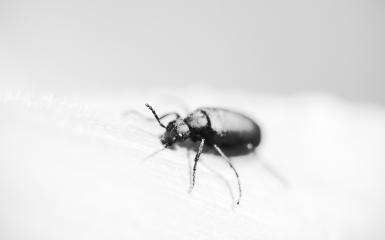 What Are These Little Black Beetles in My House?