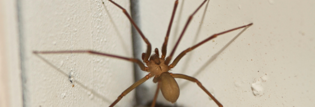 5 Telltale Signs You Have a Brown Recluse Infestation & How to Get Rid of It