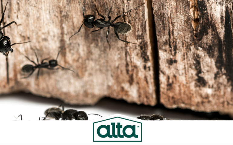 carpenter ant, ant exterminator in Fort Worth, TX