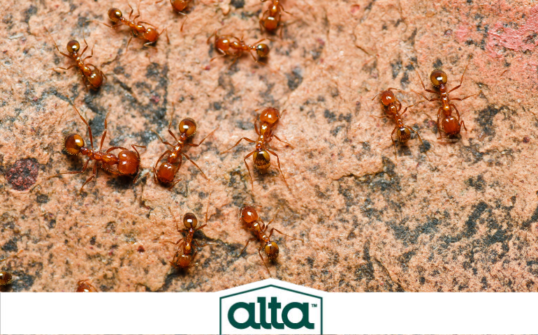 Fire ant, Tri-Cities ant control