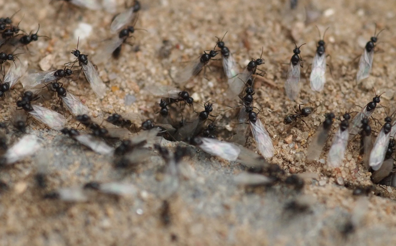 Flying Ants in Your House: Causes, Treatment, and Prevention