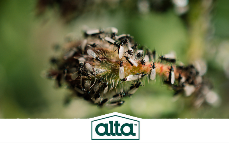 flying ants, tri-cities ant extermination