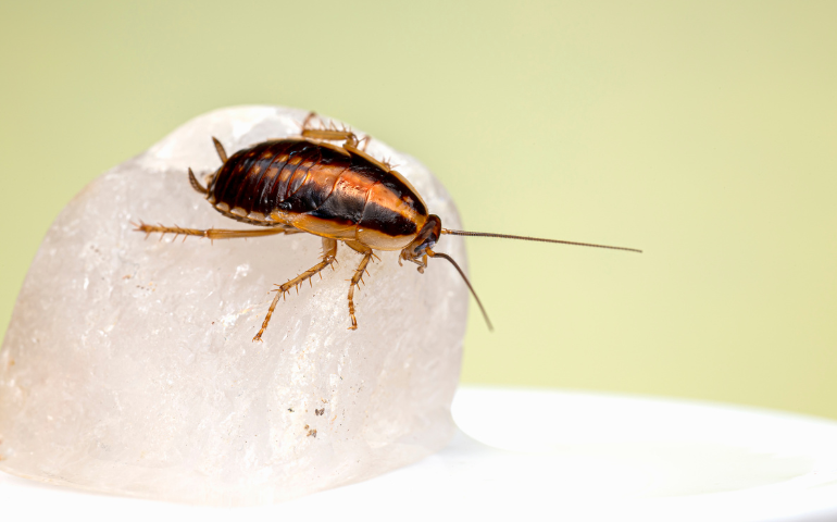 What’s the Hardest Household Pest to Get Rid of in Kansas City?