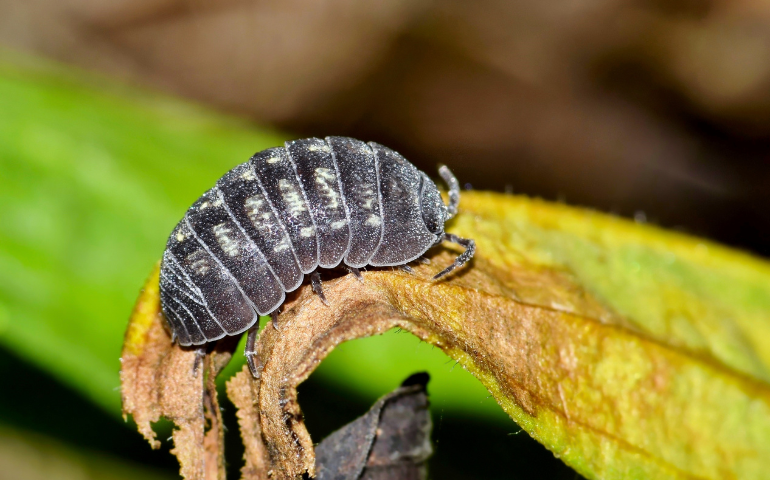 What to Know About Pill Bugs in Your Garden