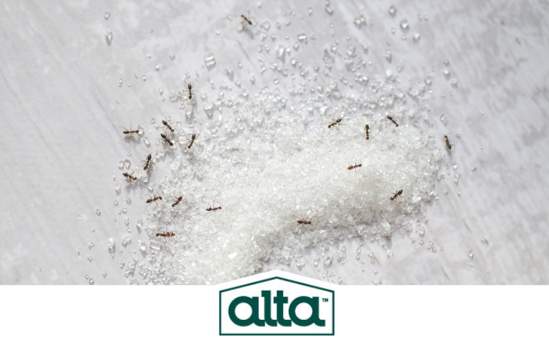 Sugar ant, Ant control in Tri-Cities