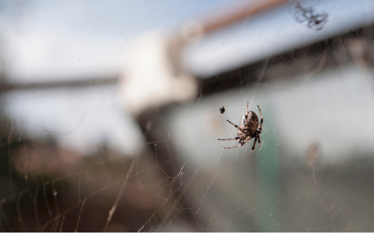 Spiders in Virginia: Which Ones Are Harmless—and Which Aren’t?