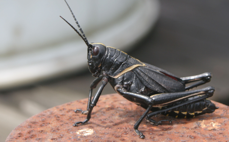 Field cricket exterminator Las Vegas