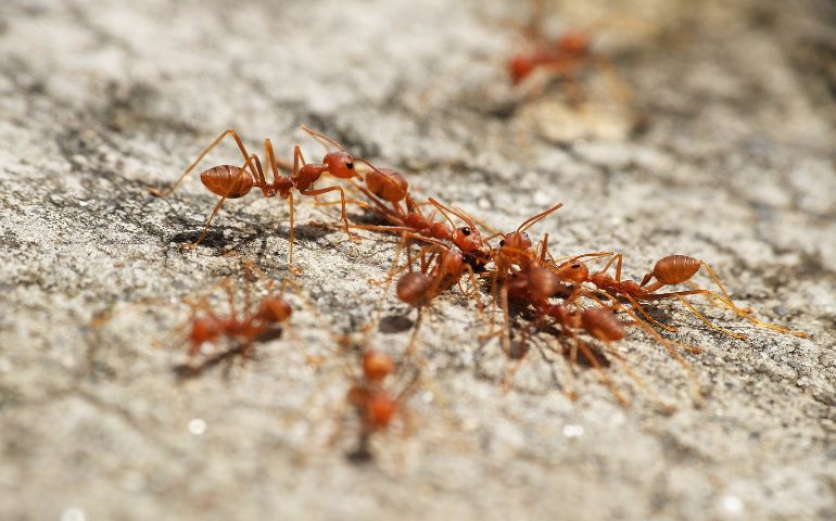 Types of Ants in Texas and How to Get Rid of Texas Ants