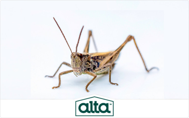 House cricket exterminator Nashville