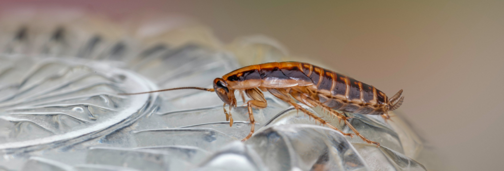 How to Get Rid of German Cockroaches for Good