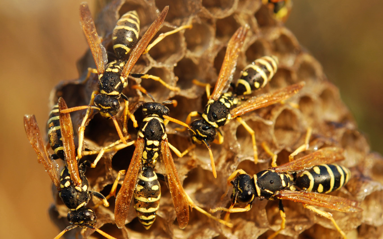Why Are There So Many Wasps Outside In Seattle, WA?