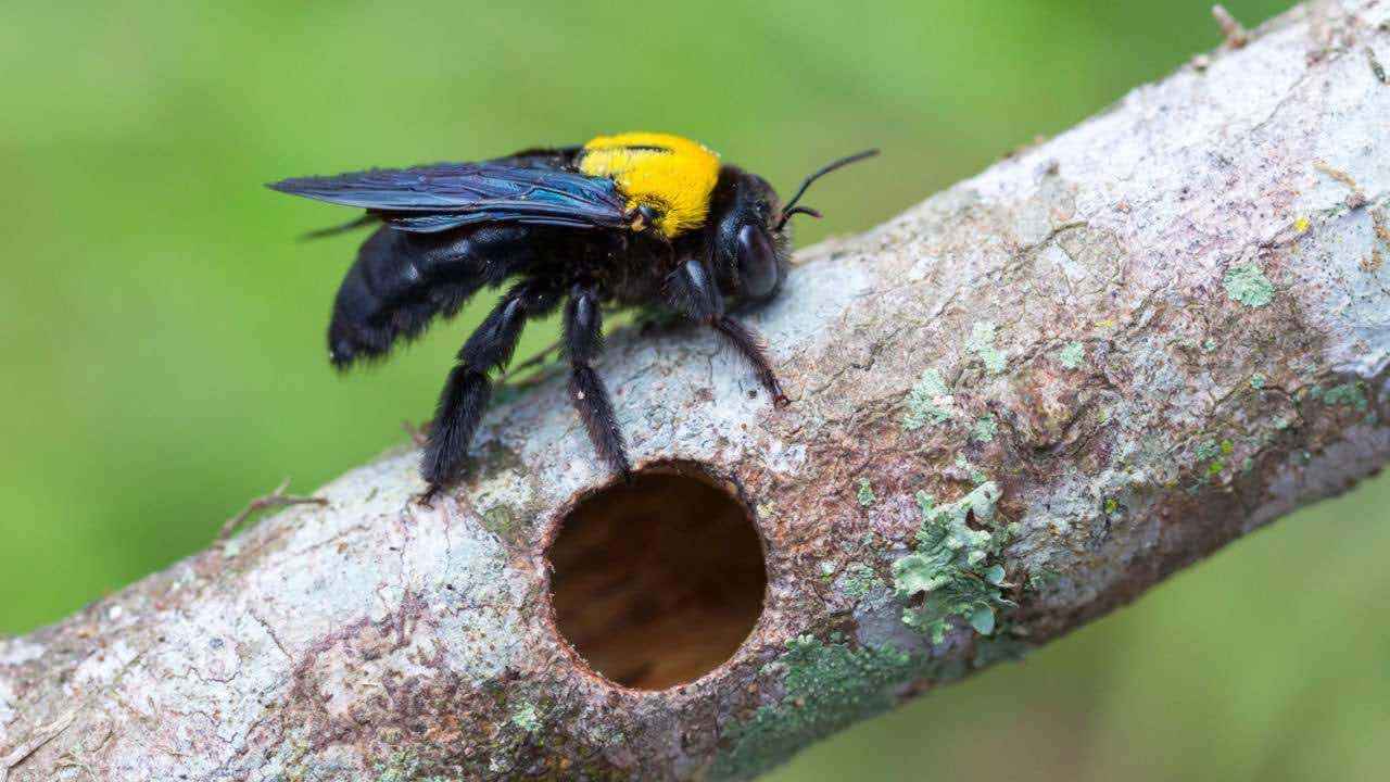 carpenter bee exterminator