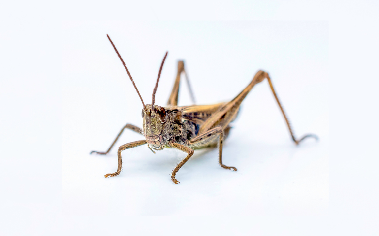 house cricket control kansas city