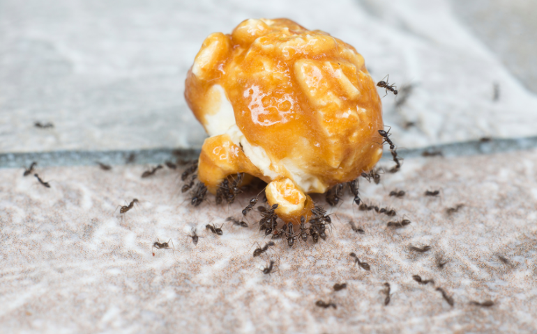 A Helpful Guide to Dealing With Black Ants In Your House