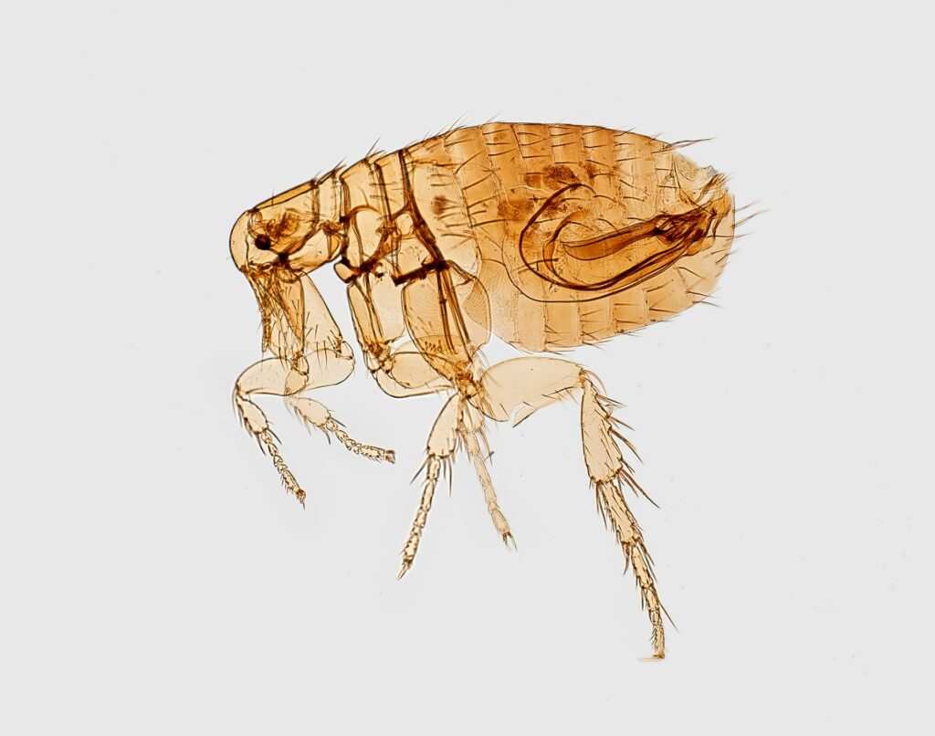 How to Get Rid of Fleas in the House: A Step-by-Step Guide That Actually Works