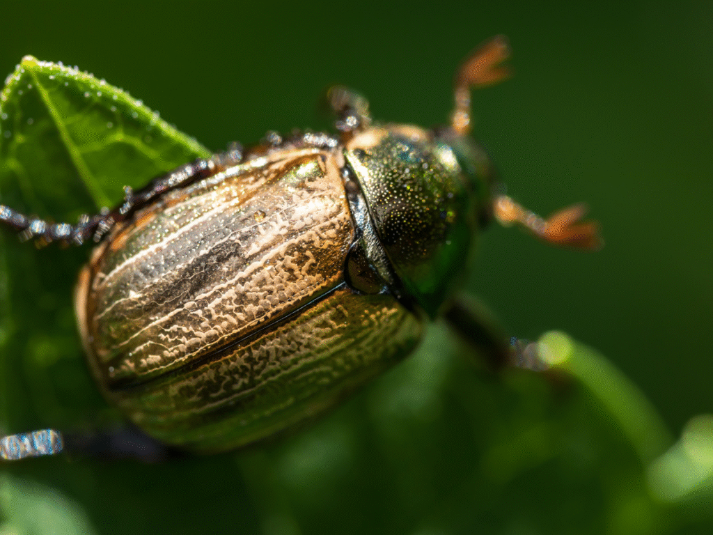 Japanese Beetle