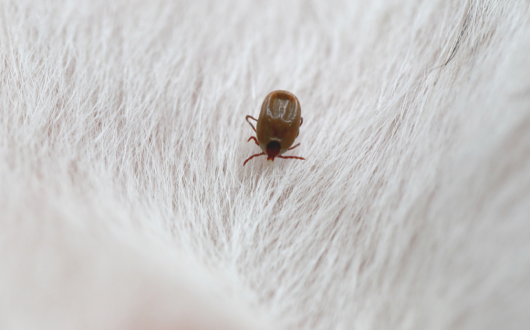 tick control in Tri-Cities