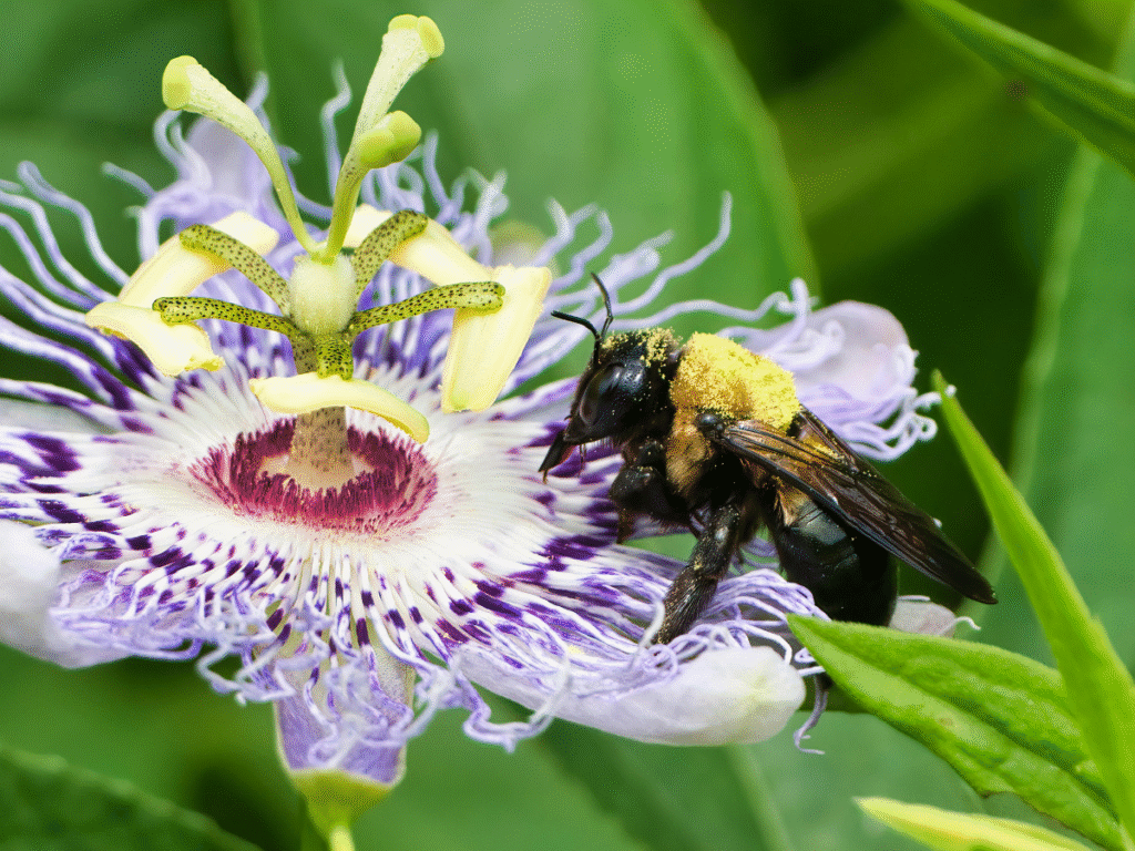 carpenter bees
