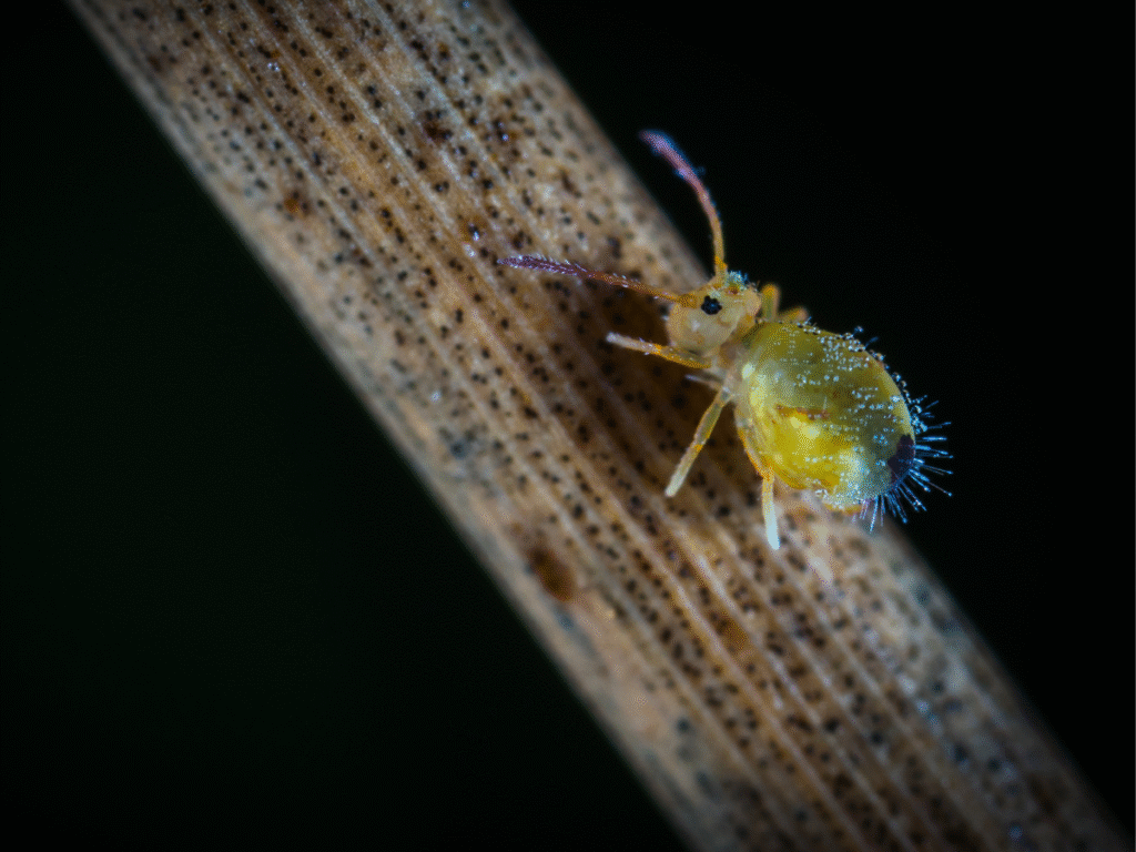 Garden Springtail