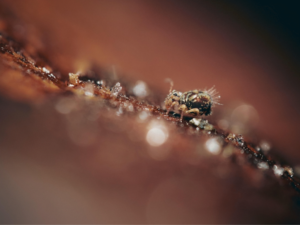 Sminthurid Springtail