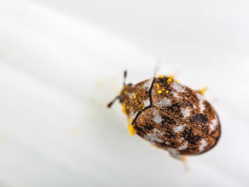 How to Spot and Stop Anthrenus Carpet Beetles