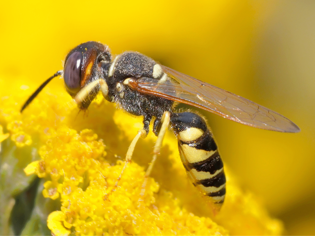Safe Wasp Spray Treatments for Your Home