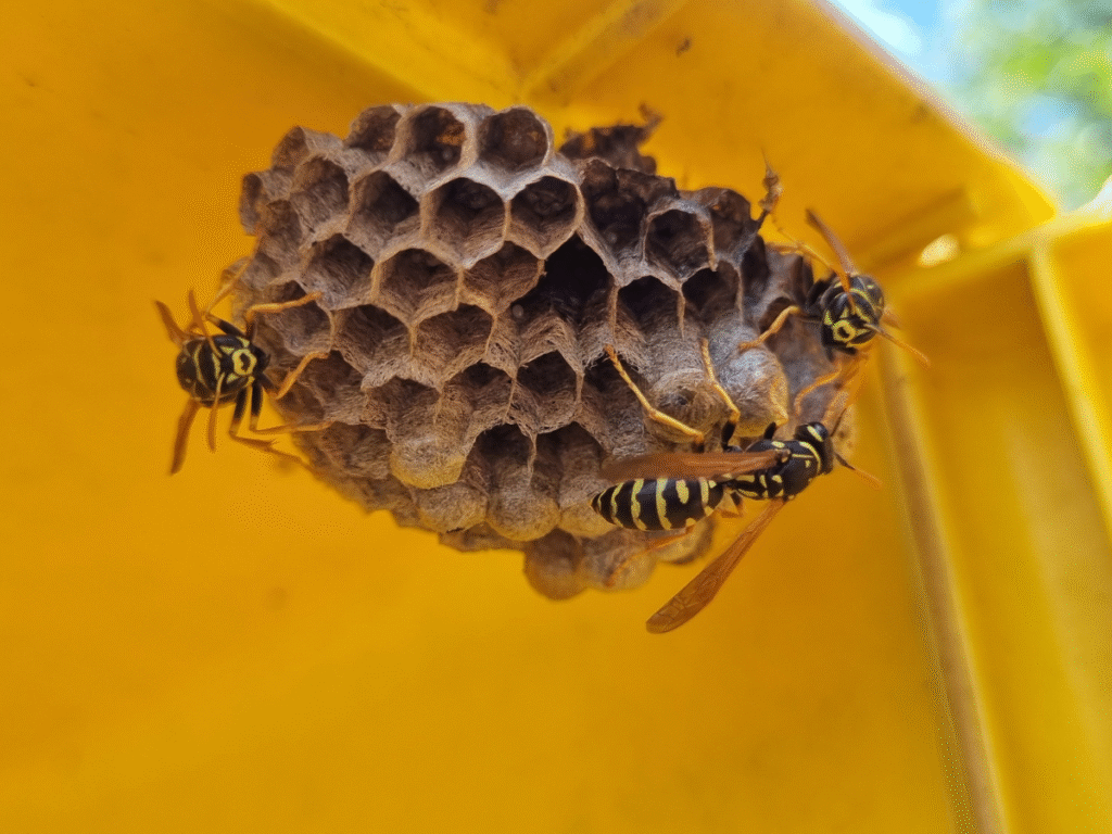 wasp nest spray