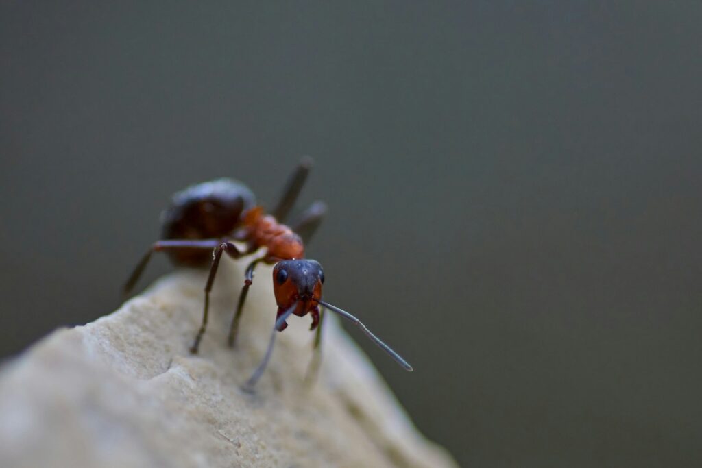 How to Get Rid of Carpenter Ants Effectively and Safely