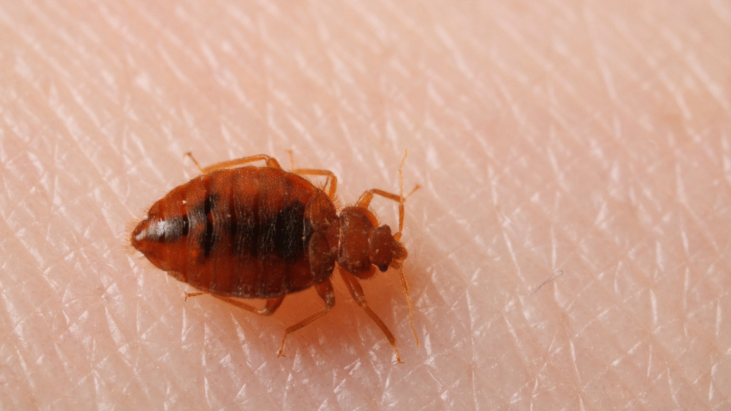 What Do Bed Bug Bites Look Like? Explained with Clear Identification Tips