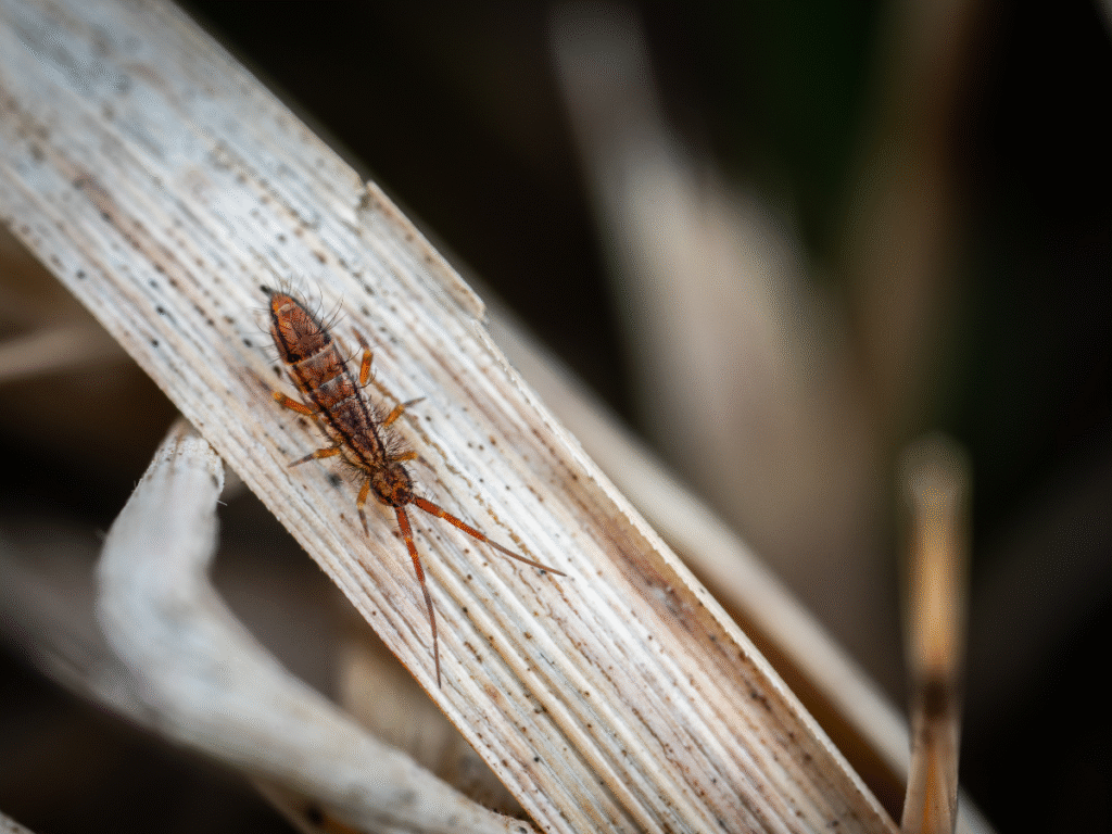 house springtail